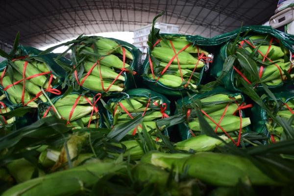 夜半抢“鲜”机——云南芒市鲜食玉米采摘二三事