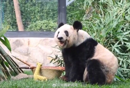 丫丫2023长胖图集