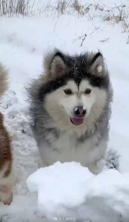 下雪天随手一拍就是风景 下雪天随手一拍就是风景