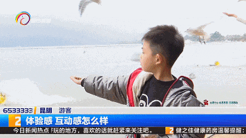 傍晚也可观鸥 昆明这个湿地今冬火了! 傍晚也可观鸥 昆明这个湿地今冬火了!