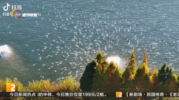 傍晚也可观鸥 昆明这个湿地今冬火了! 傍晚也可观鸥 昆明这个湿地今冬火了!