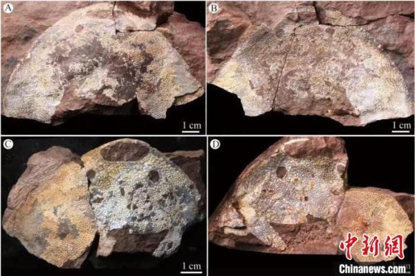 华南首次发现4.38亿年前西域鱼 &nbsp;实证与塔里木板块交流密切