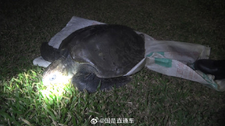 海口海警局成功救助一只受伤海龟