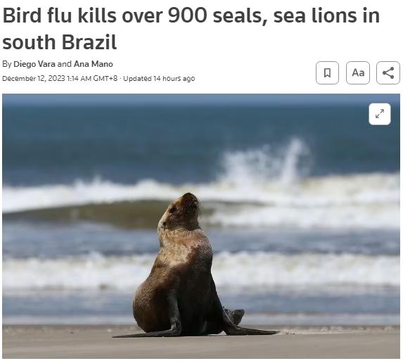 禽流感病毒蔓延 巴西南部近千只海豹和海狮死亡 禽流感病毒蔓延 巴西南部近千只海豹和海狮死亡