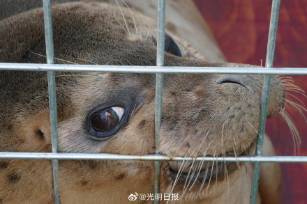 23头斑海豹重返大海 23头斑海豹重返大海