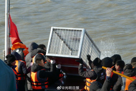 23头斑海豹重返大海 23头斑海豹重返大海