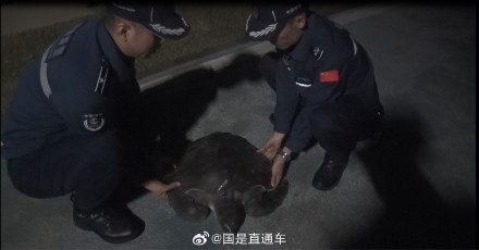 海口海警局成功救助一只受伤海龟
