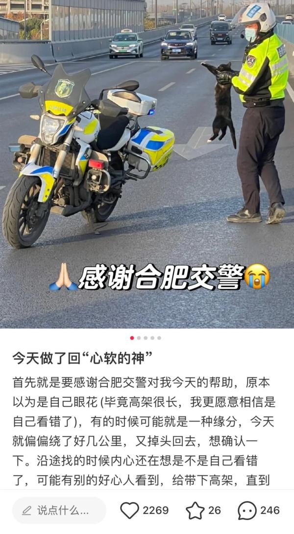 高架上救小猫的人是他!网友:“超有爱的一幕” 高架上救小猫的人是他!网友:“超有爱的一幕”