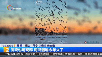 傍晚也可观鸥 昆明这个湿地今冬火了! 傍晚也可观鸥 昆明这个湿地今冬火了!