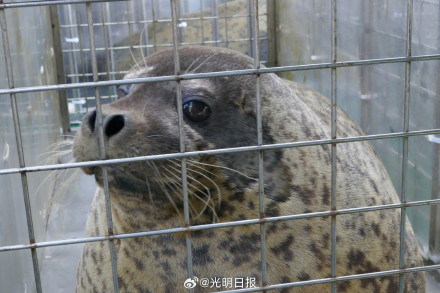 23头斑海豹重返大海 23头斑海豹重返大海