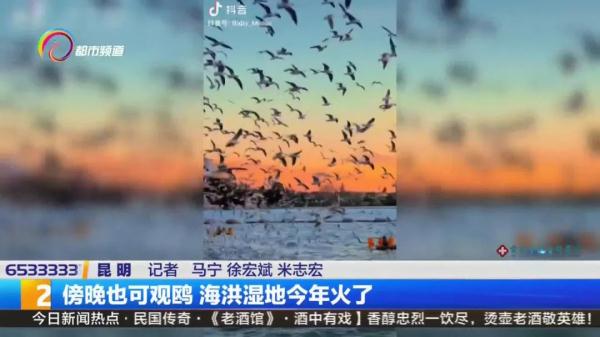 傍晚也可观鸥 昆明这个湿地今冬火了! 傍晚也可观鸥 昆明这个湿地今冬火了!