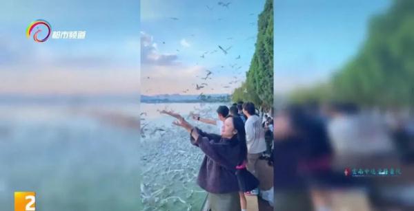 傍晚也可观鸥 昆明这个湿地今冬火了! 傍晚也可观鸥 昆明这个湿地今冬火了!