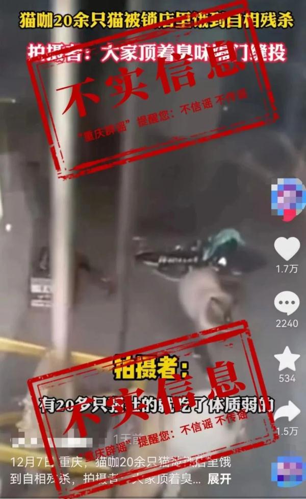 重庆一猫咖店20多只猫饿到自相残杀？不实！