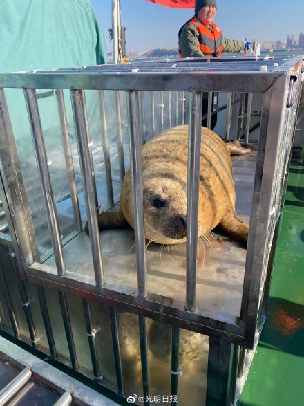 23头斑海豹重返大海 23头斑海豹重返大海