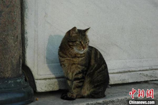 全球散养家猫捕食2000多个动物物种 最新研究称或影响生态系统