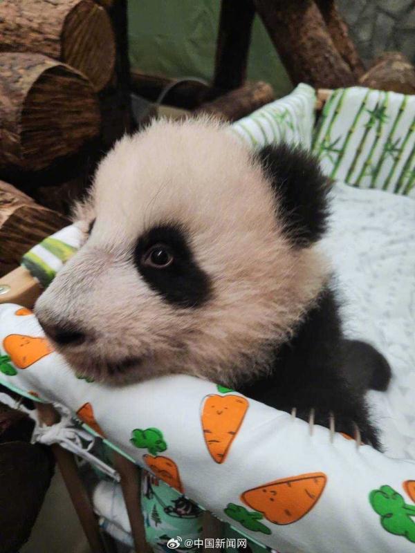 萌！大熊猫丁丁幼崽学会站立了