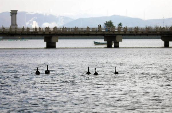 优雅高贵！山东一高校飞来5只黑天鹅，超会摆poss