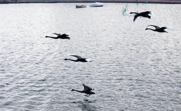 优雅高贵！山东一高校飞来5只黑天鹅，超会摆poss