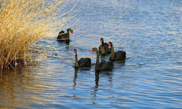 优雅高贵！山东一高校飞来5只黑天鹅，超会摆poss