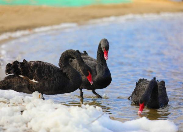 优雅高贵！山东一高校飞来5只黑天鹅，超会摆poss