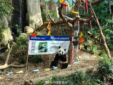 旅新大熊猫“叻叻”最后一次公开露面