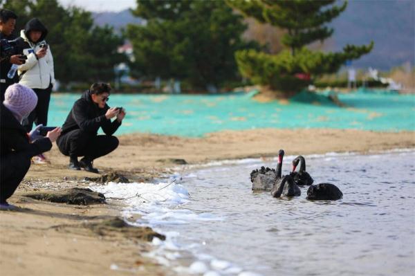 优雅高贵！山东一高校飞来5只黑天鹅，超会摆poss