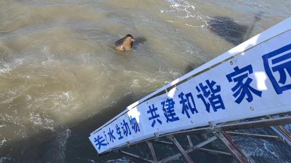 23只斑海豹在辽宁大连放归大海