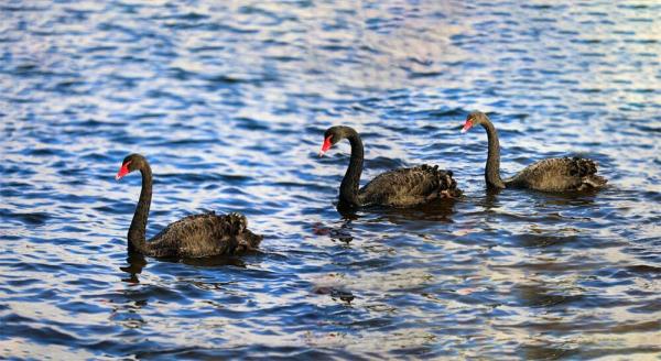 优雅高贵！山东一高校飞来5只黑天鹅，超会摆poss