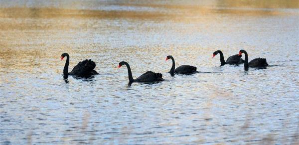 优雅高贵！山东一高校飞来5只黑天鹅，超会摆poss