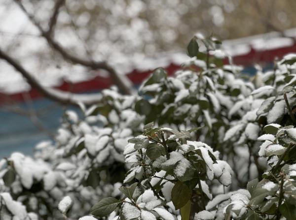 天气 | 最大降雪在这！天津高速、公交、铁路、景区最新信息→