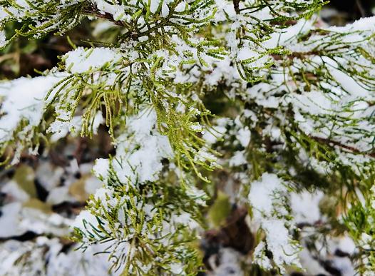 天气 | 最大降雪在这！天津高速、公交、铁路、景区最新信息→