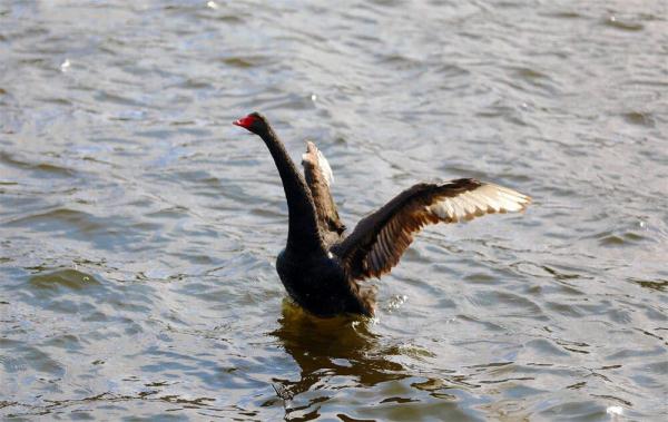 优雅高贵！山东一高校飞来5只黑天鹅，超会摆poss