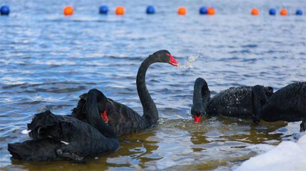 优雅高贵！山东一高校飞来5只黑天鹅，超会摆poss