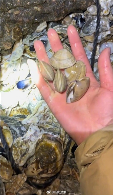 青岛一海滩大风过后海鲜遍地，市民：一个半小时捡了30斤，根本捡不完