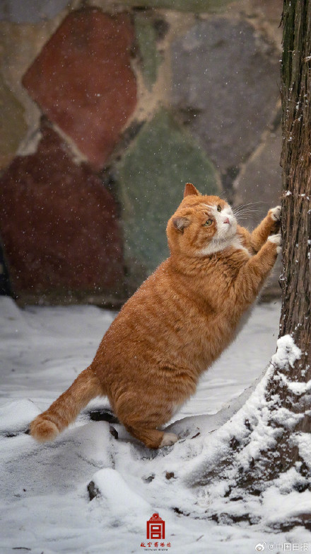 故宫的猫出来玩雪了 故宫的猫出来玩雪了