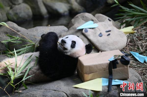 新加坡民众送别大熊猫“叻叻”：“愿你给更多人带来快乐”