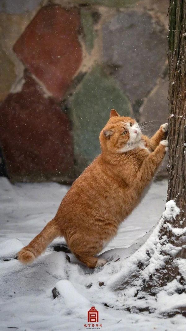 故宫的猫,出来玩雪了! 故宫的猫,出来玩雪了!