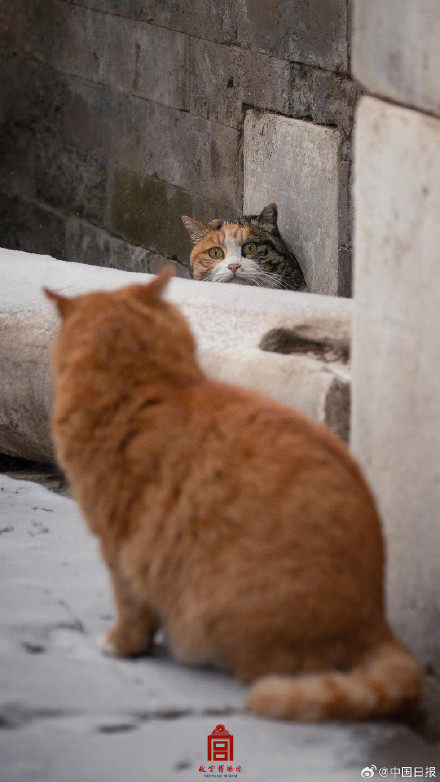 故宫的猫出来玩雪了 故宫的猫出来玩雪了