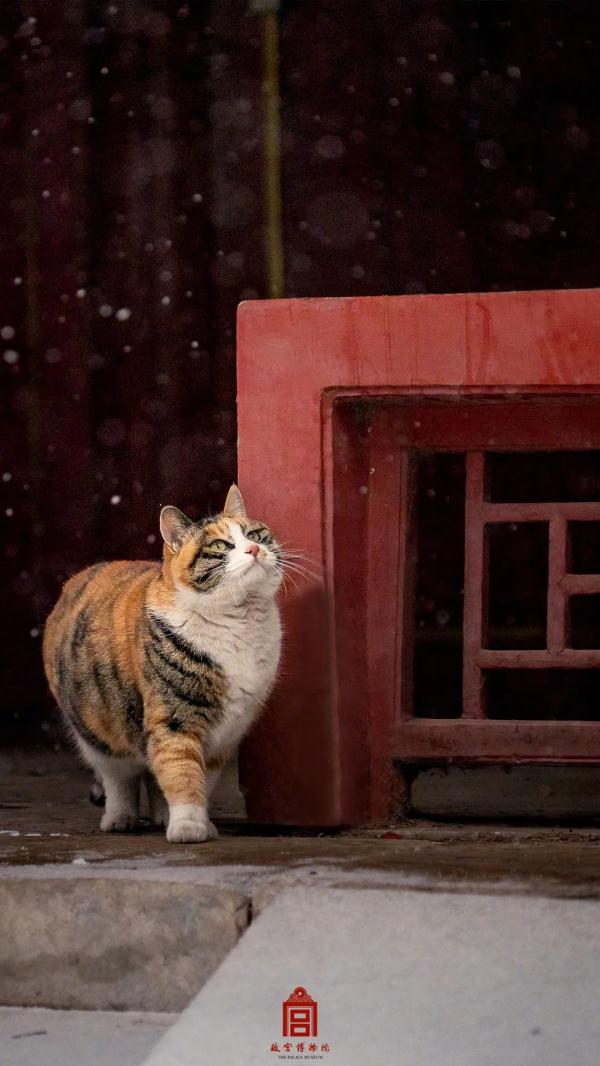 在故宫，踏雪寻猫