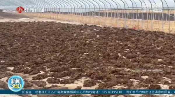 冬天苍蝇爬满墙,夏天锅都不敢开!养鸡场臭味扰民,村民直呼:受不了 冬天苍蝇爬满墙,夏天锅都不敢开!养鸡场臭味扰民,村民直呼:受不了