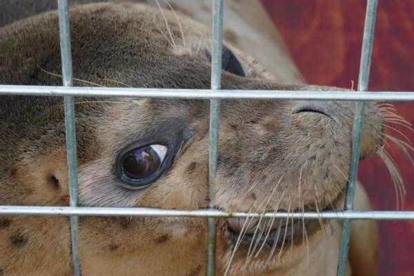 回家啦！23只被盗猎的“海上大熊猫”在大连放归大海