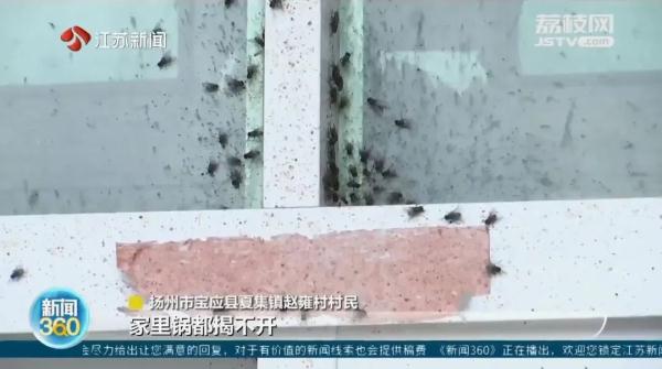 冬天苍蝇爬满墙,夏天锅都不敢开!养鸡场臭味扰民,村民直呼:受不了 冬天苍蝇爬满墙,夏天锅都不敢开!养鸡场臭味扰民,村民直呼:受不了