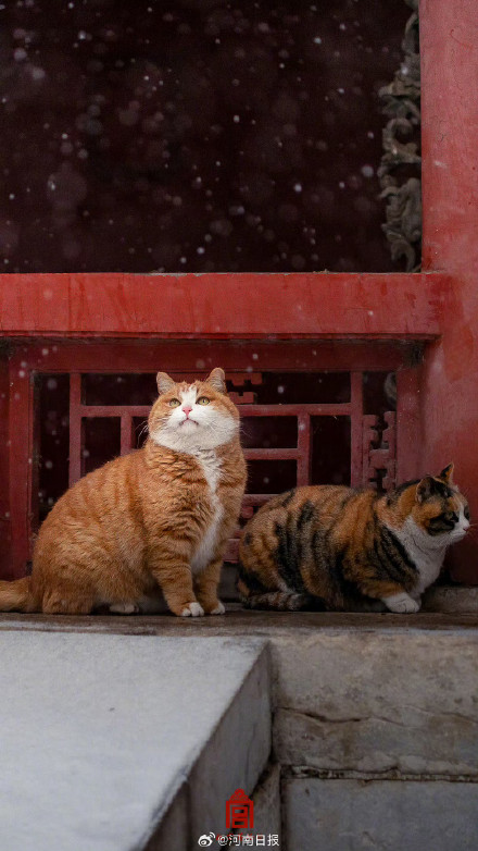 圆滚滚的宫猫可爱值超标