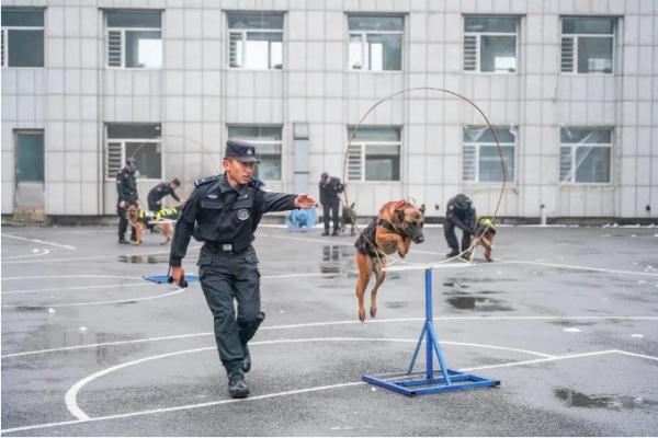 一起训练、一起成长……这些边境线上的“最佳拍档”有哪些精彩故事？