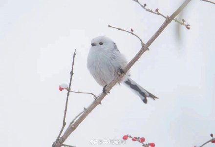 还有谁不认识萌鸟小肥啾 转给TA! 还有谁不认识萌鸟小肥啾 转给TA!