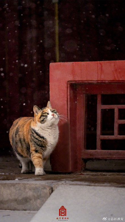 收藏！故宫的猫出来玩雪了