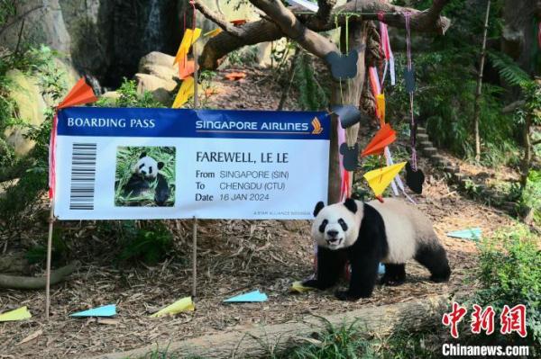 新加坡民众送别大熊猫“叻叻”：“愿你给更多人带来快乐”