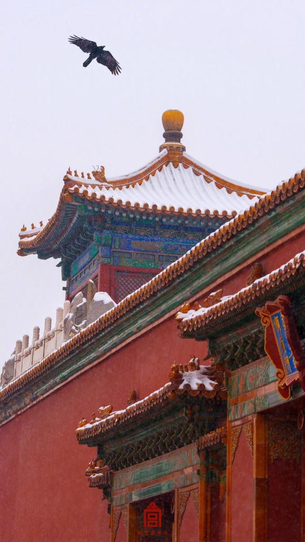 故宫的猫,出来玩雪了! 故宫的猫,出来玩雪了!