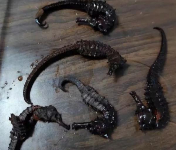 泡了两年药酒的海马，竟是塑料！男子崩溃：喝光才发现