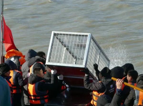 回家啦！23只被盗猎的“海上大熊猫”在大连放归大海